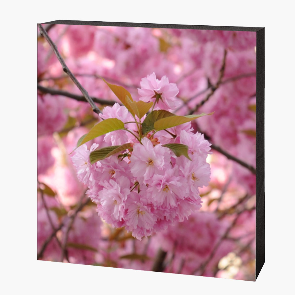 Kirschblütenbild Bonn Altstadt #1290 – Bild 1