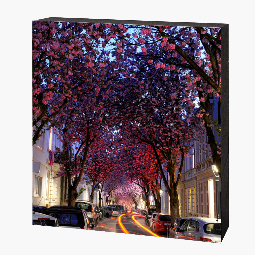 MDF-4401 Kirschblütenbild Bonn Altstadt #4401 – Bild 1