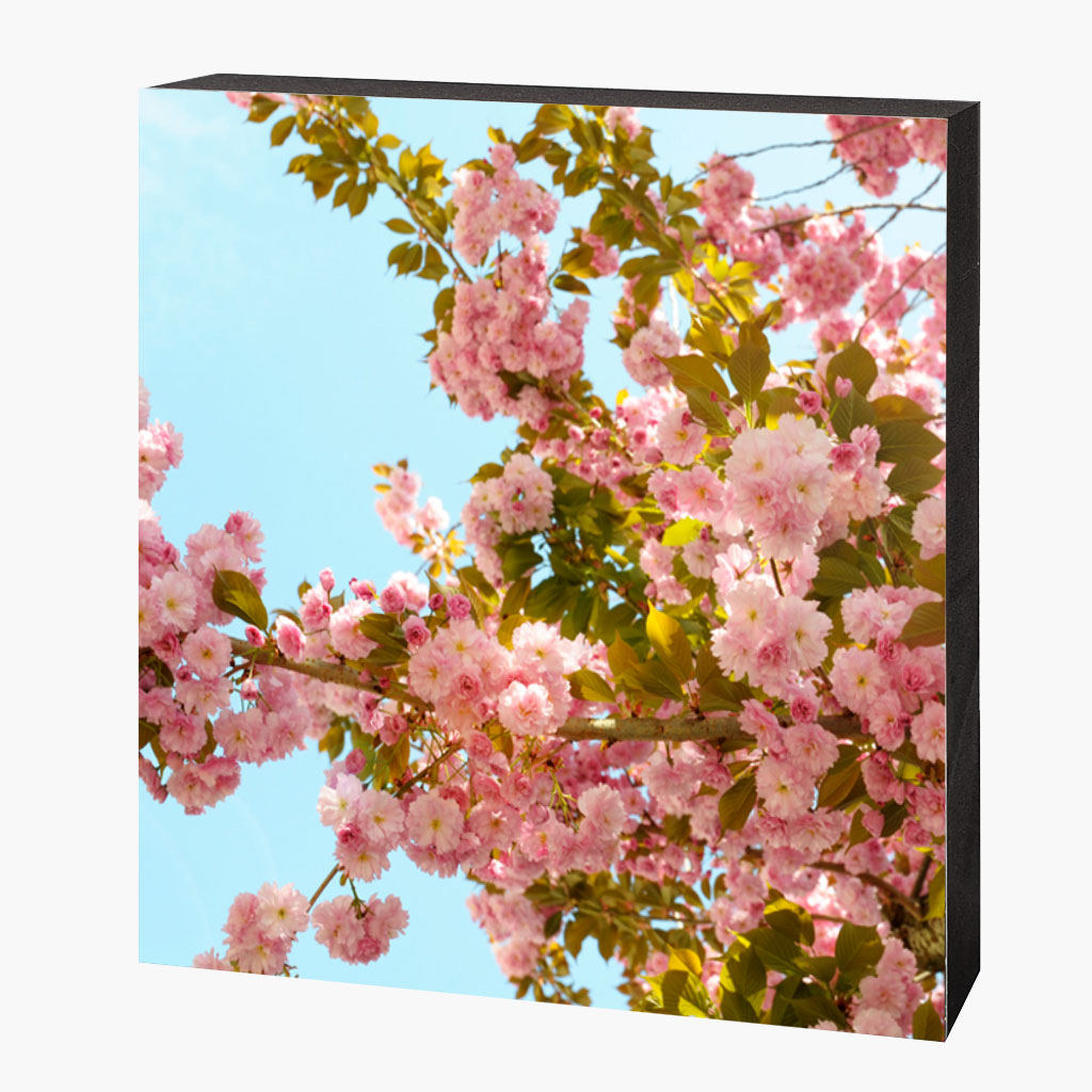 Kirschblütenbild Bonn Altstadt #4725 – Bild 1