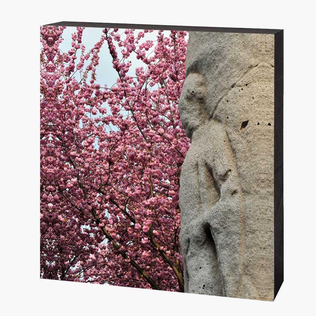 Kirschblütenbild Bonn Altstadt #6617 – Bild 1