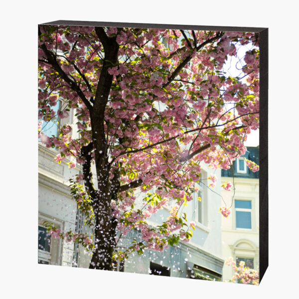 Kirschblütenbild Bonn Altstadt #7985