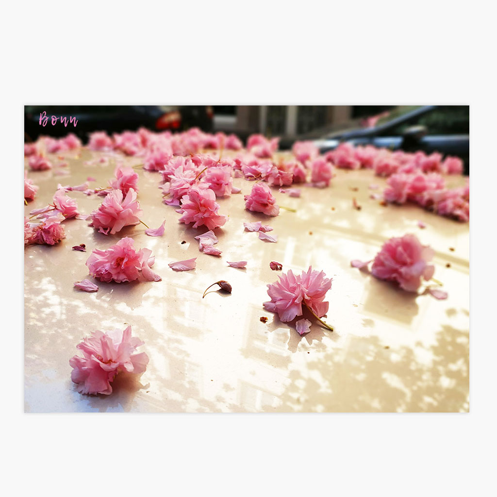 PK-Kirschblüte-Auto-2024 Postkarte Bonner Kirschblüte - Autodach – Bild 1