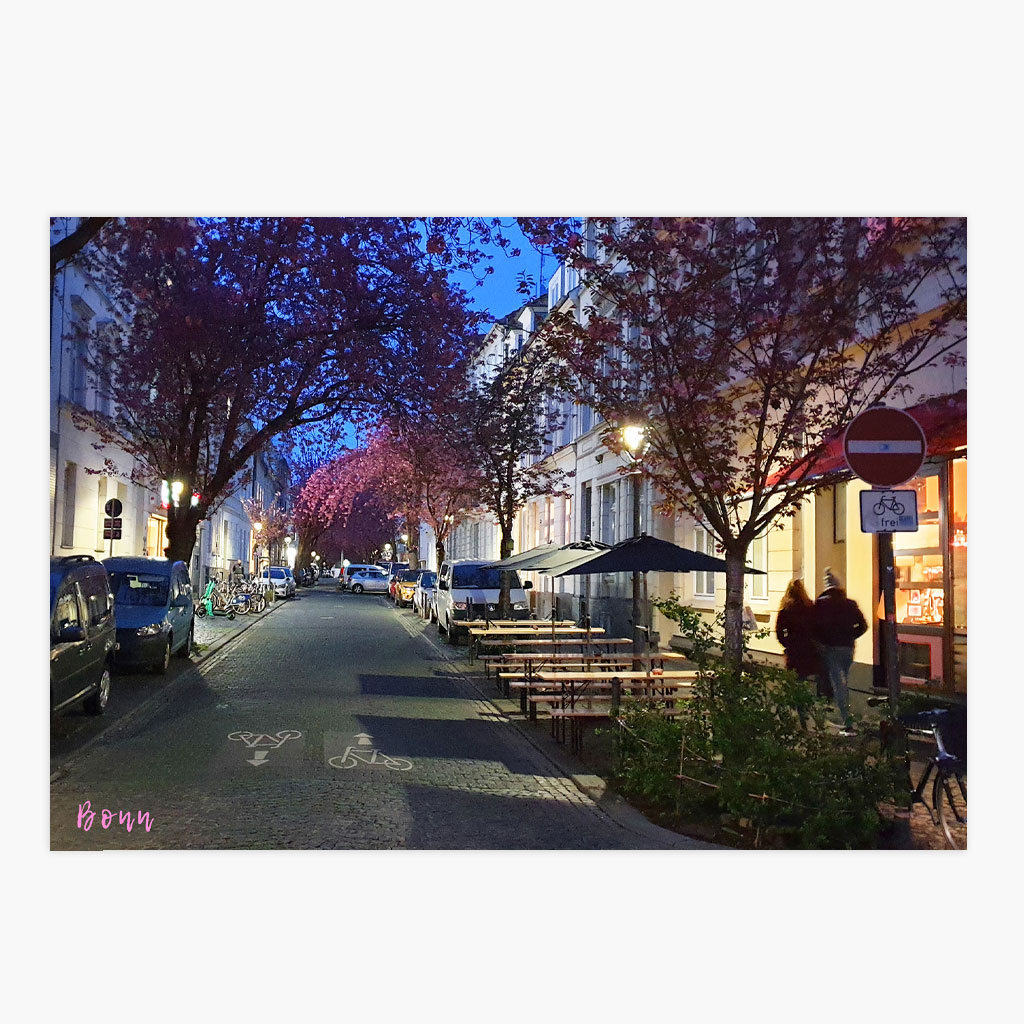 Postkarte Bonner Kirschblüte am Abend – Bild 1