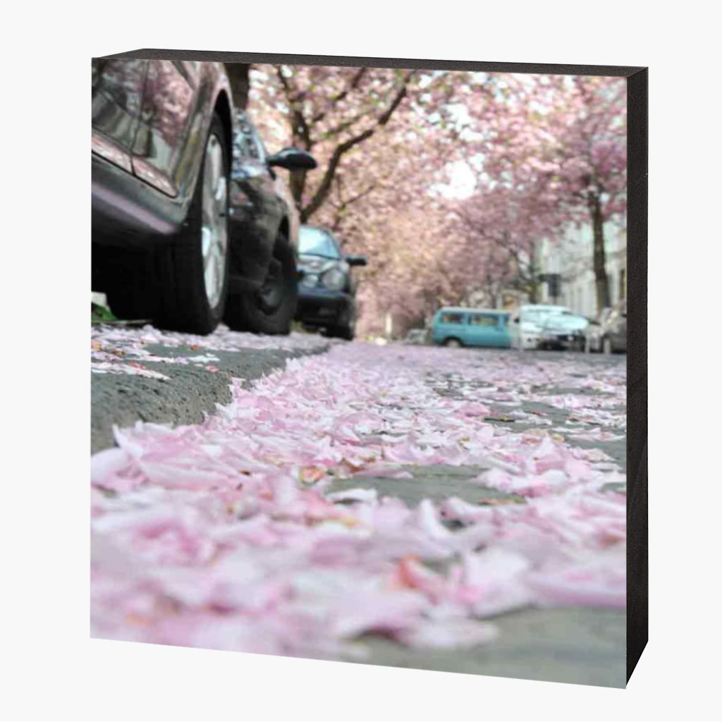Holzbild-Vorlage-quadratisch-seitlich-2025-2 Kirschblütenbild Bonn Altstadt – Bild 1