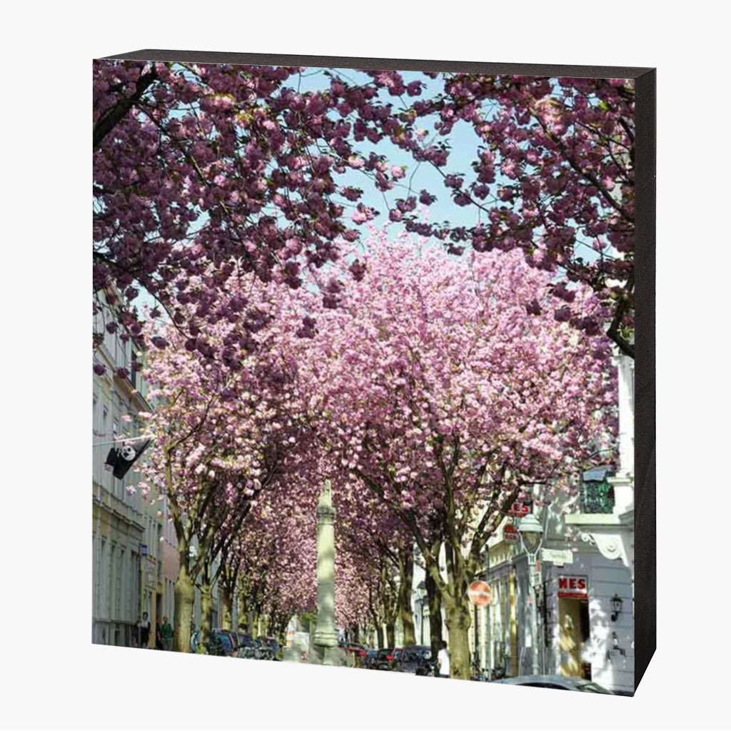 Holzbild-Vorlage-quadratisch-seitlich-2025-4 Kirschblütenbild Bonn Altstadt – Bild 1