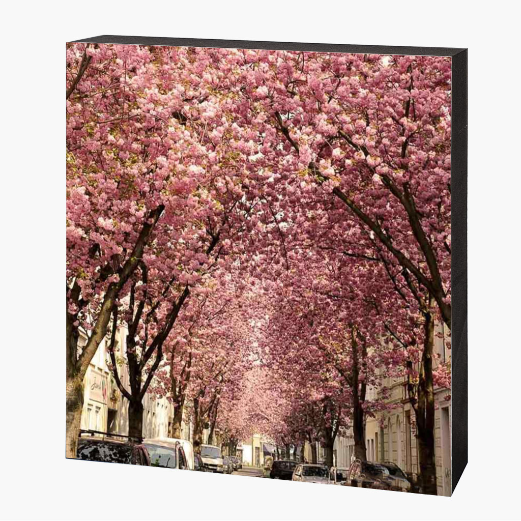 Holzbild-Vorlage-quadratisch-seitlich-2025-7 Kirschblütenbild Bonn Altstadt – Bild 1