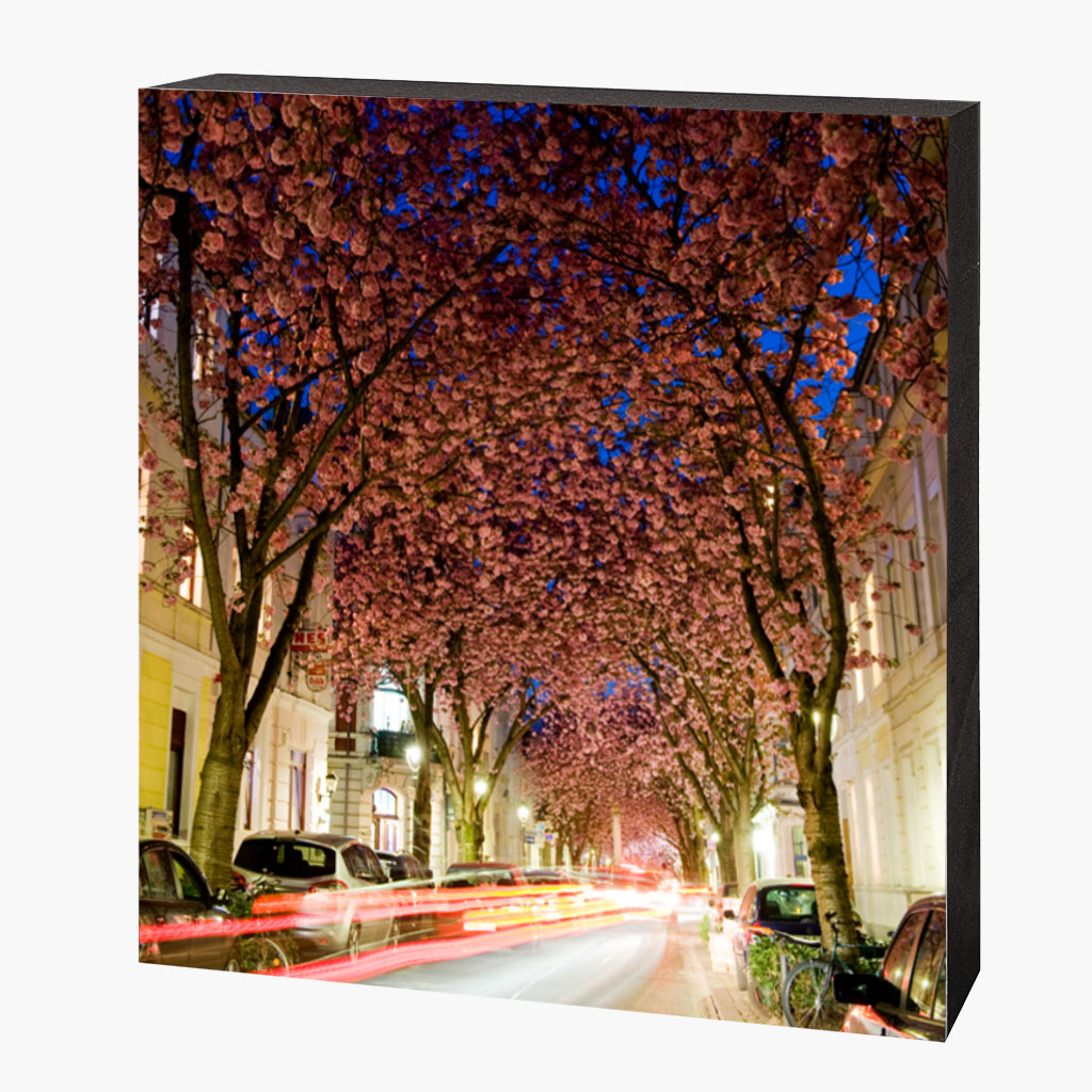 MDF-4219 Kirschblütenbild Bonn Altstadt 4219 – Bild 1