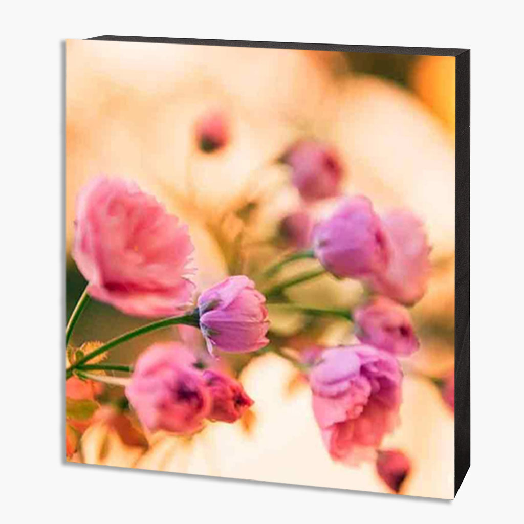 MDF Kirschblütenbild Bonn Altstadt – Bild 1