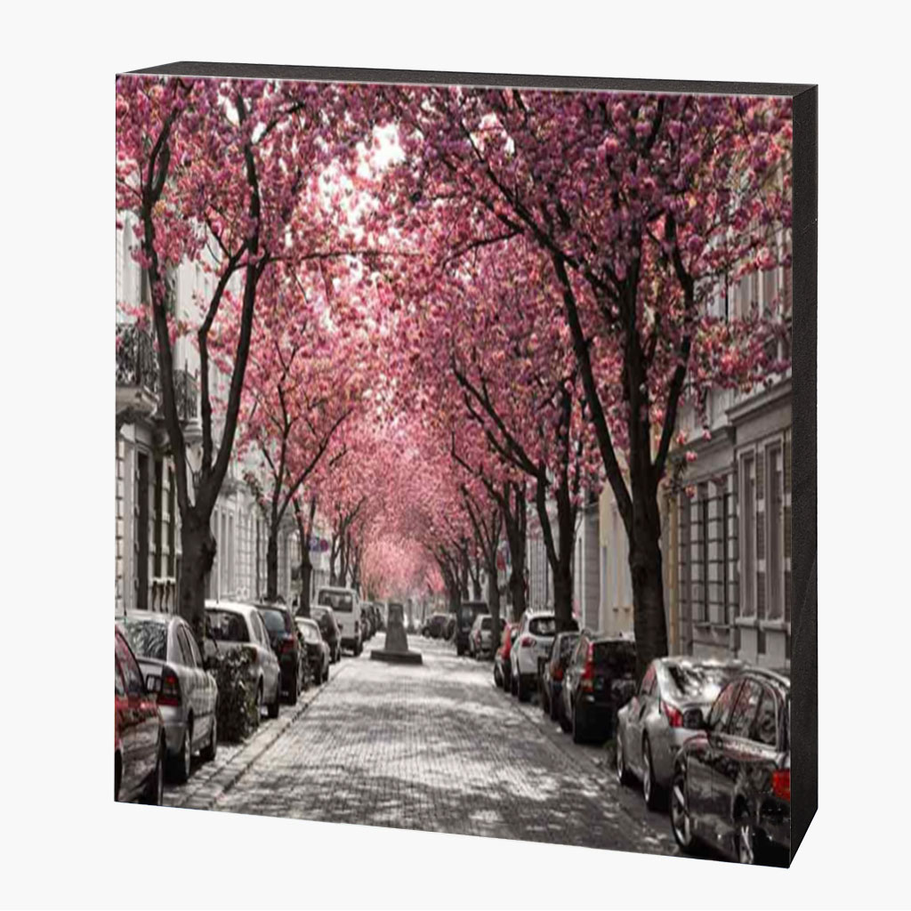 Kirschblütenbild Bonn Altstadt – Bild 1
