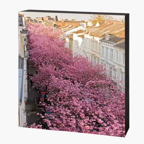 Kirschblütenbild Bonn Altstadt