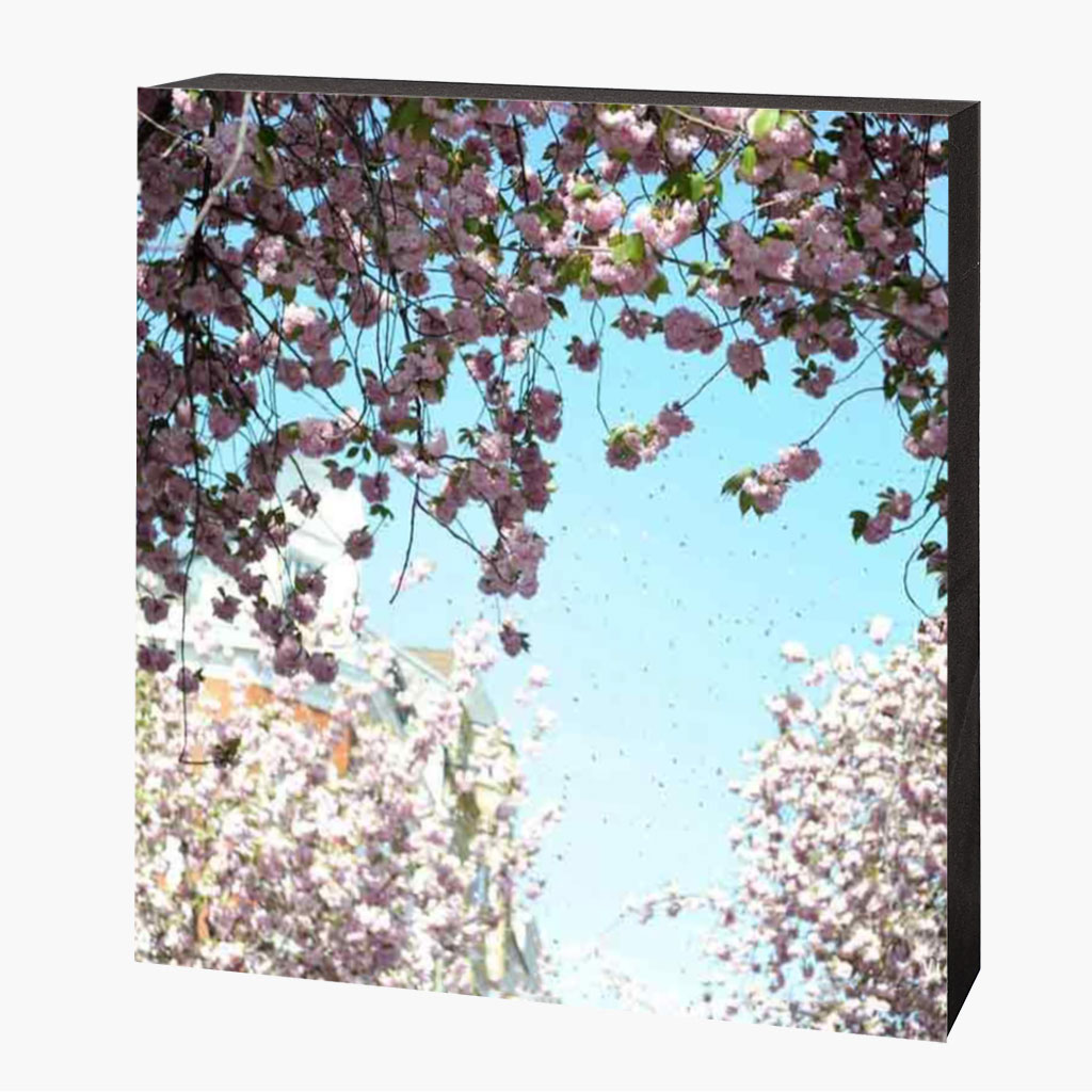 Kirschblütenbild Bonn Altstadt – Bild 1